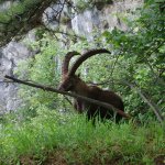 HoheWand_015