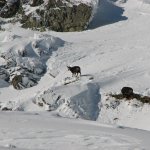 Zamkovskeho_Chata_Ledy_2010_023